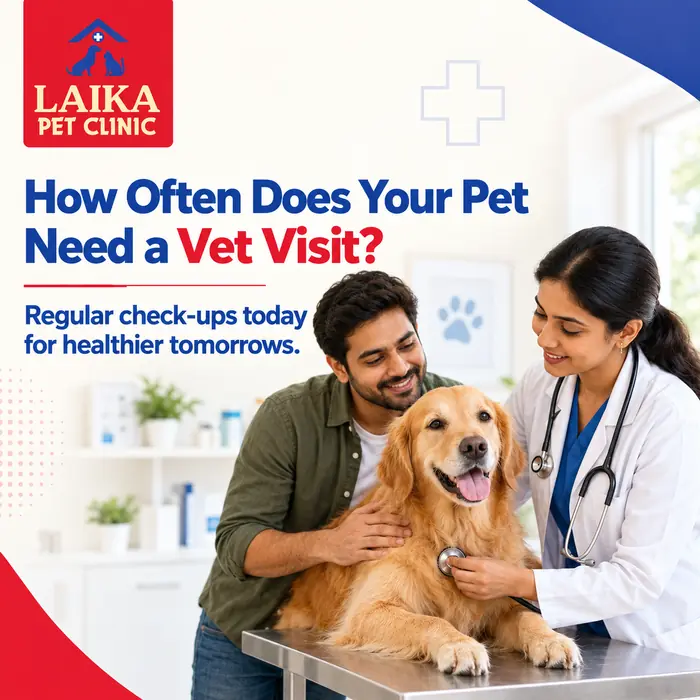 How Often Should You Take Your Pet to the Vet?